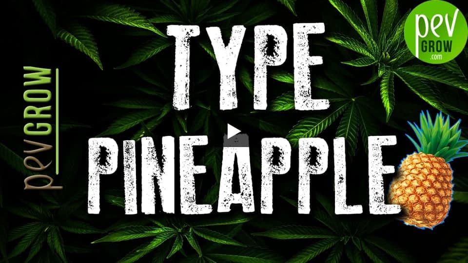 Vidéo: Info sur la génétique de cannabis Pineapple