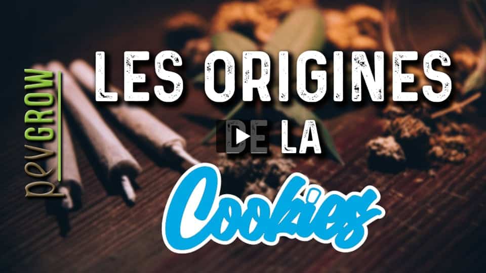 Vidéo: Informations sur la génétique de marijuana Cookies.