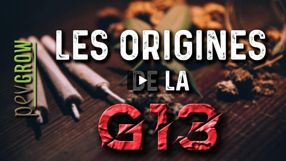 Vidéo: Informations sur la génétique de marijuana G13