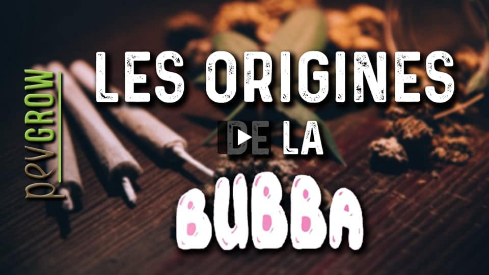 Vidéo: Informations sur la marijuana Bubba