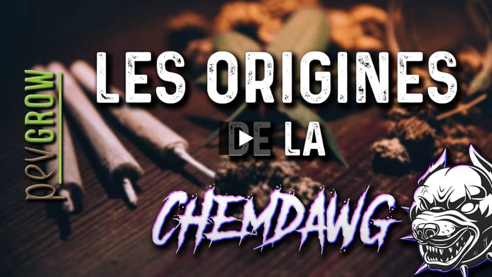 Vidéo: Informations sur la marijuana Chemdawg