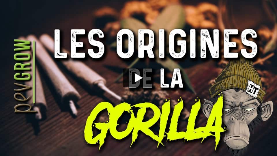 Vidéo: Informations sur la marijuana Gorilla