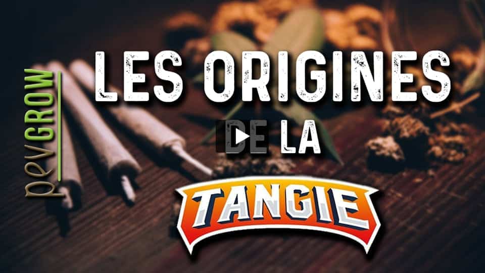 Vidéo: Informations sur la marijuana Tangie