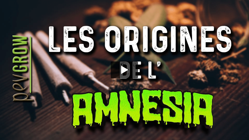 Vidéo: Informations sur la variété de marijuana Amnesia