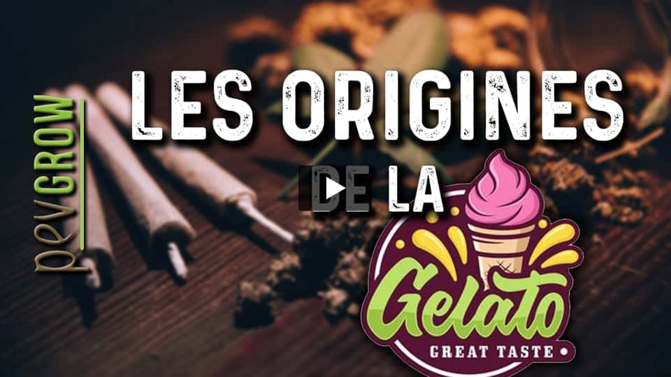 Vidéo: Informations sur la variété de marijuana Gelato