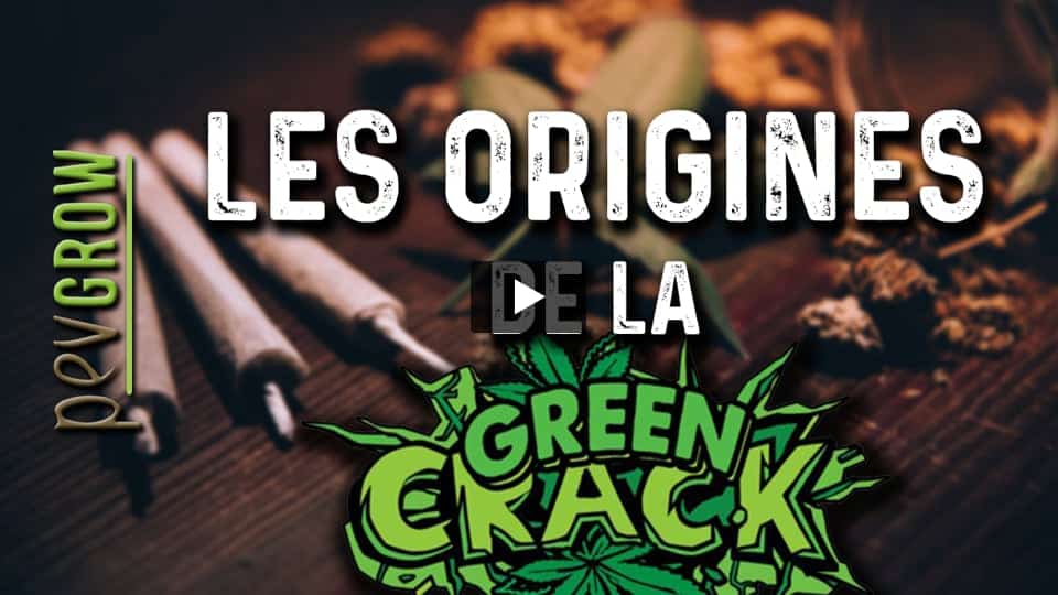 Vidéo: Informations sur la variété de marijuana Green Crack