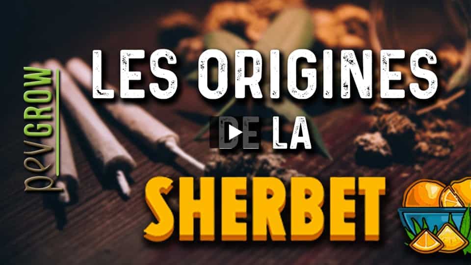 Vidéo: Informations sur la variété de marijuana Sherbet