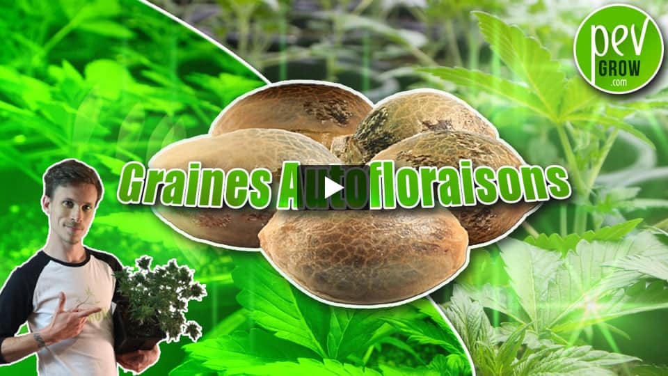 Vidéo: Informations sur les graines de marijuana à autofloraison