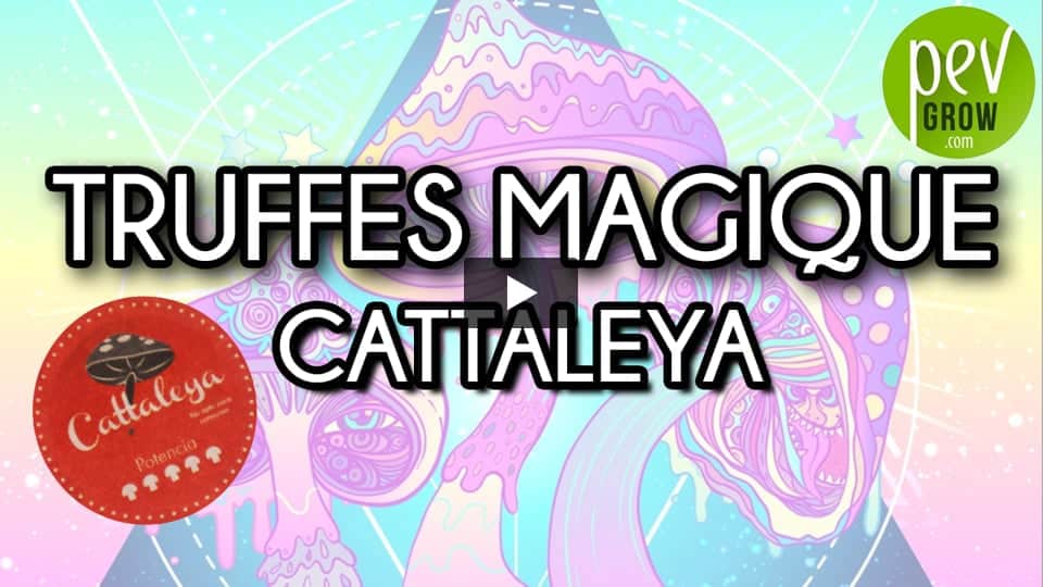 Vidéo: Informations sur les truffes magiques Cattaleya