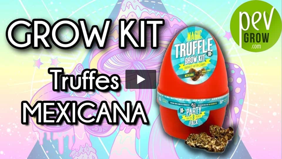 Vidéo: Informations sur les truffes magiques mexicaines