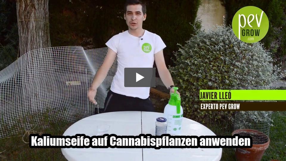 Video: Kaliumseife auf Cannabispflanzen anwenden