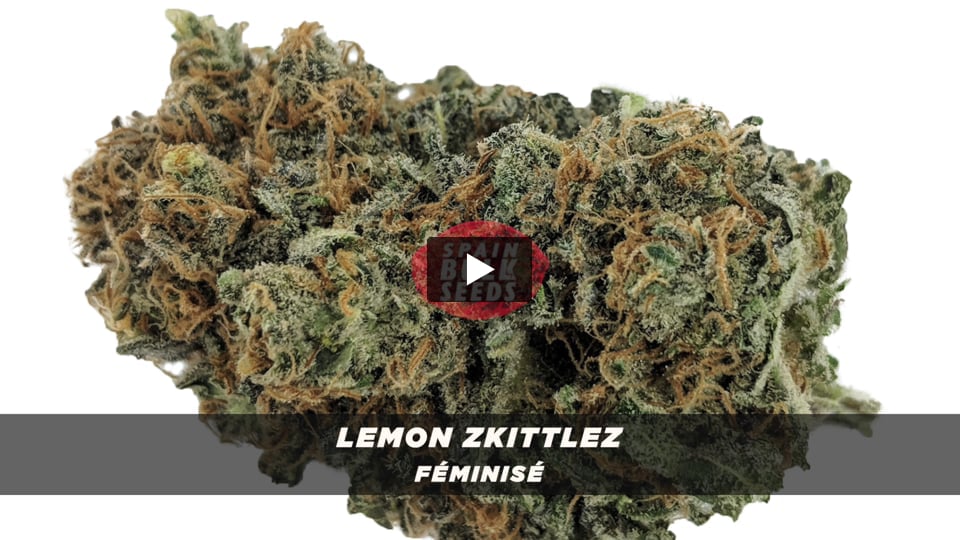 Video: Lemon Zkittlez Spain Bulk Seeds