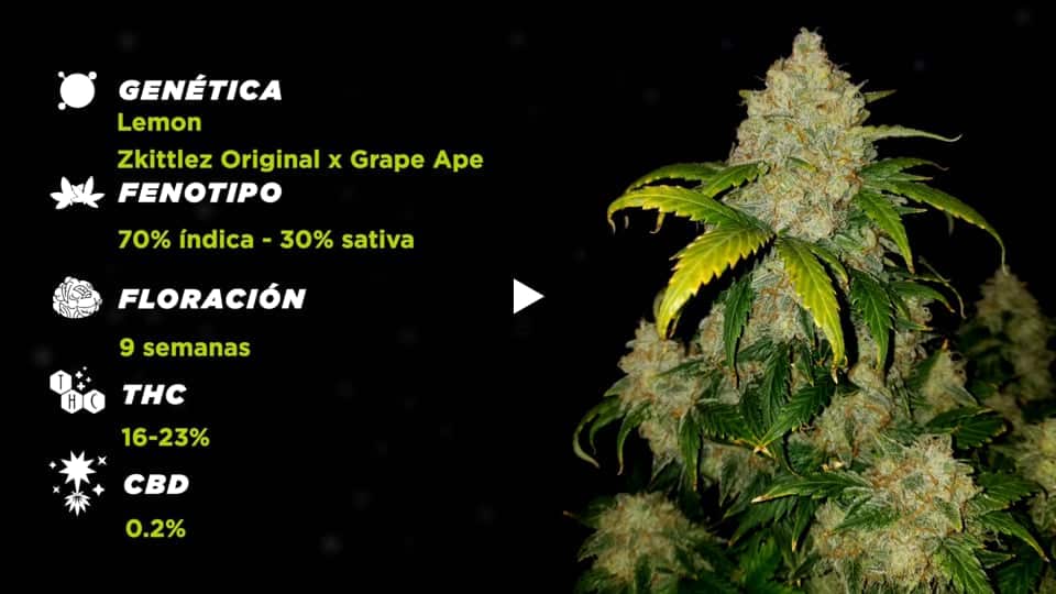 Vídeo: Lemon Zkittlez Spain Bulk Seeds