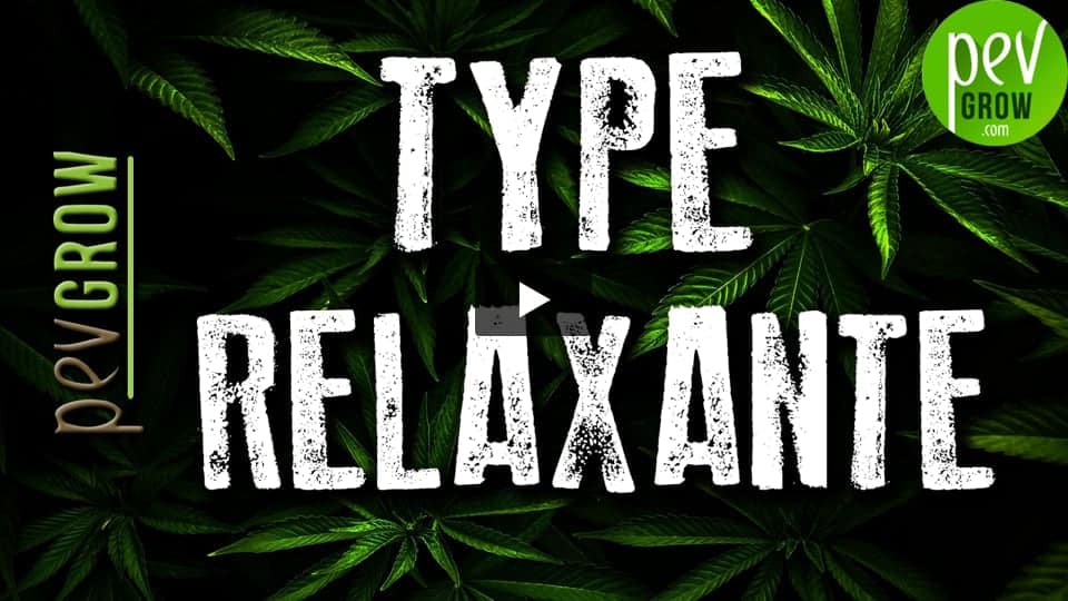 Vidéo: Les plantes de cannabis à effet relaxant