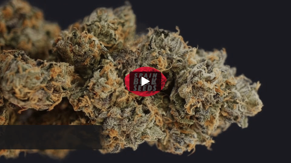 Vídeo: Macaron Kush Spain Bulk Seeds