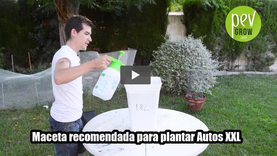 Vídeo: Maceta recomendada para plantar Autos XXL