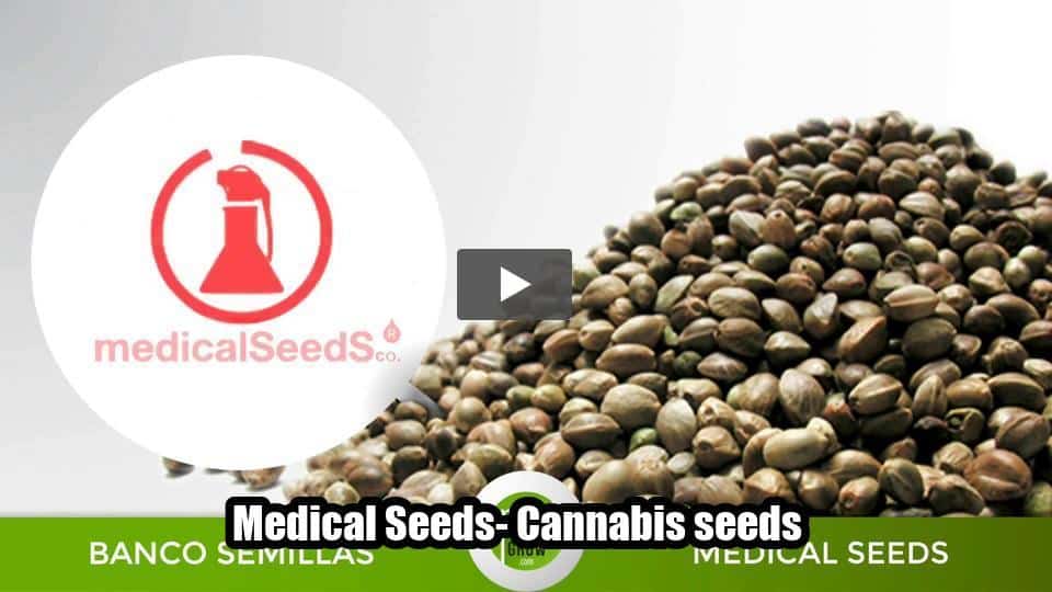 Video: Medical Seeds- Cannabis seeds