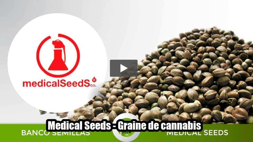 Vidéo: Medical Seeds - Graine de cannabis