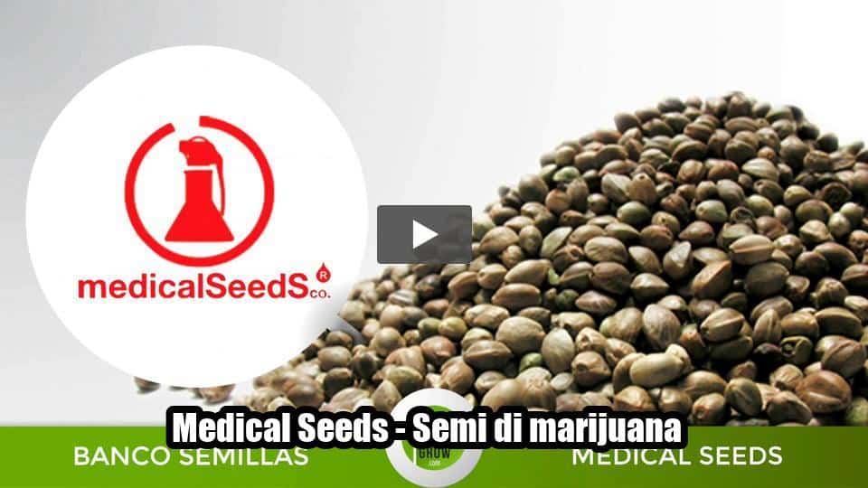 Video: Medical Seeds – Semi di marijuana