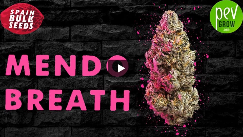 Video: MENDO BREATH Spain Bulk Seeds