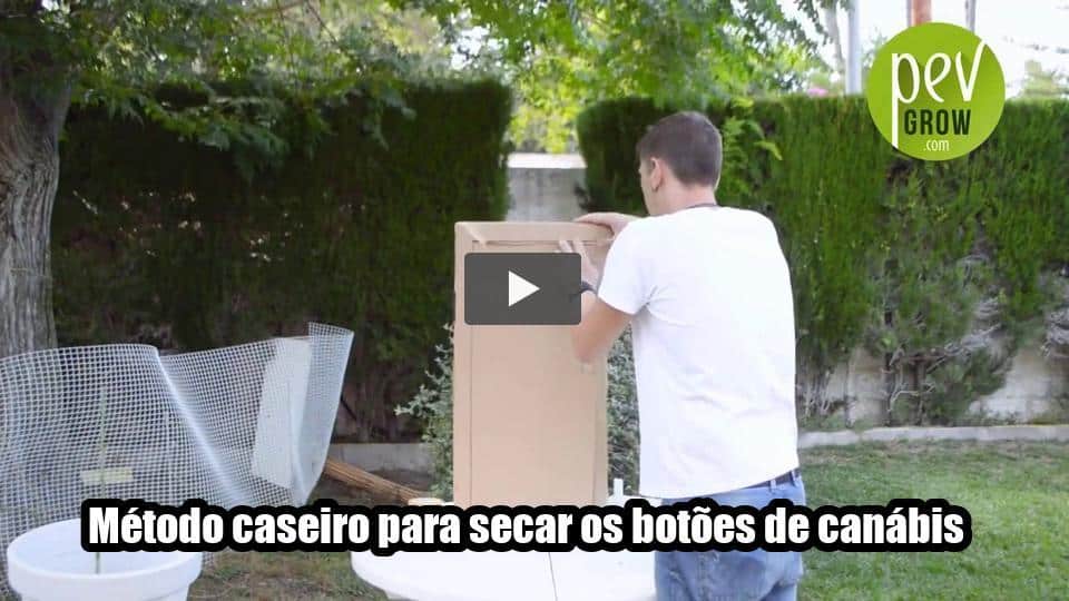 Vídeo: Método caseiro para secar os botões de canábis