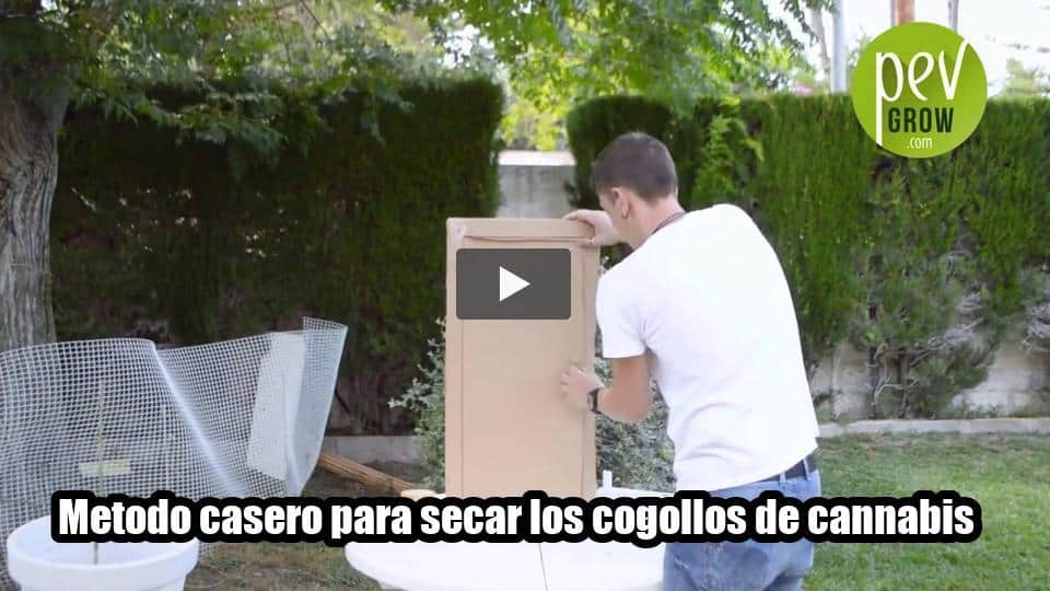 Vídeo: Metodo casero para secar los cogollos de cannabis