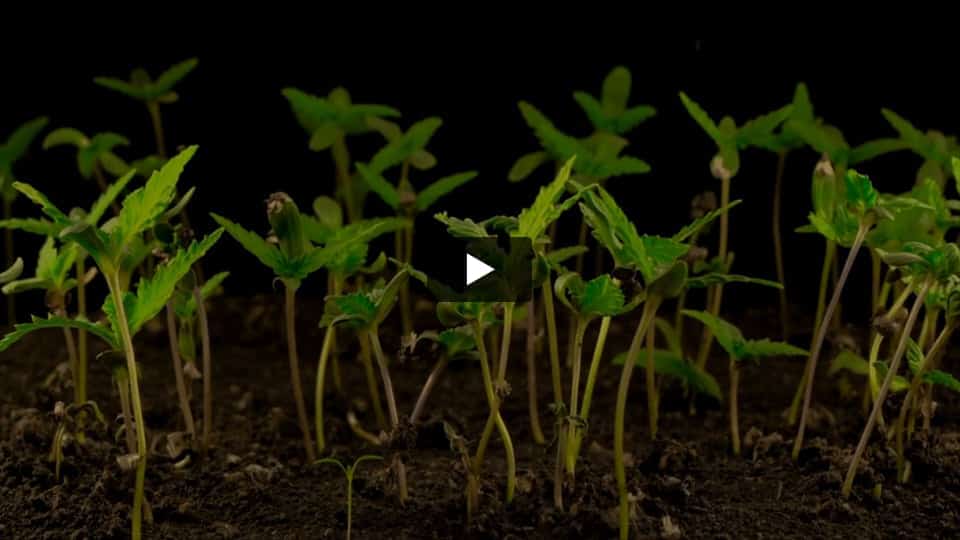 Vídeo: Mimosa Spain Bulk Seeds