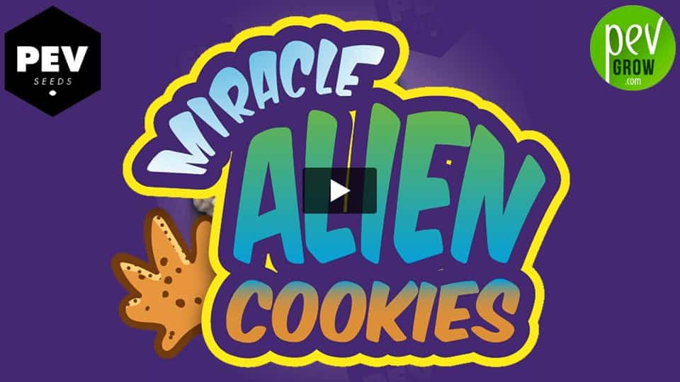 Video: Miracle Alien Cookies ( MAC ) Pev Seeds