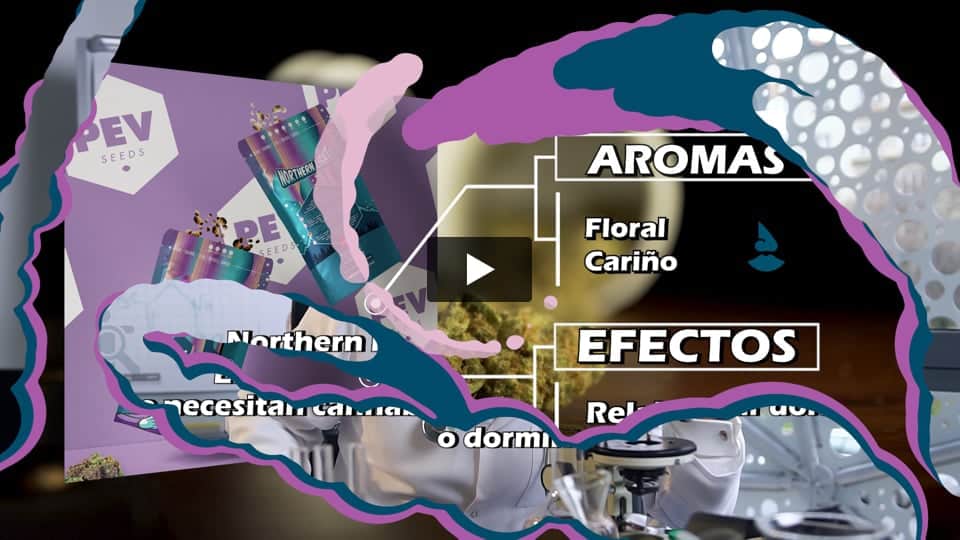 Vídeo: Northern Lights PEV Seeds