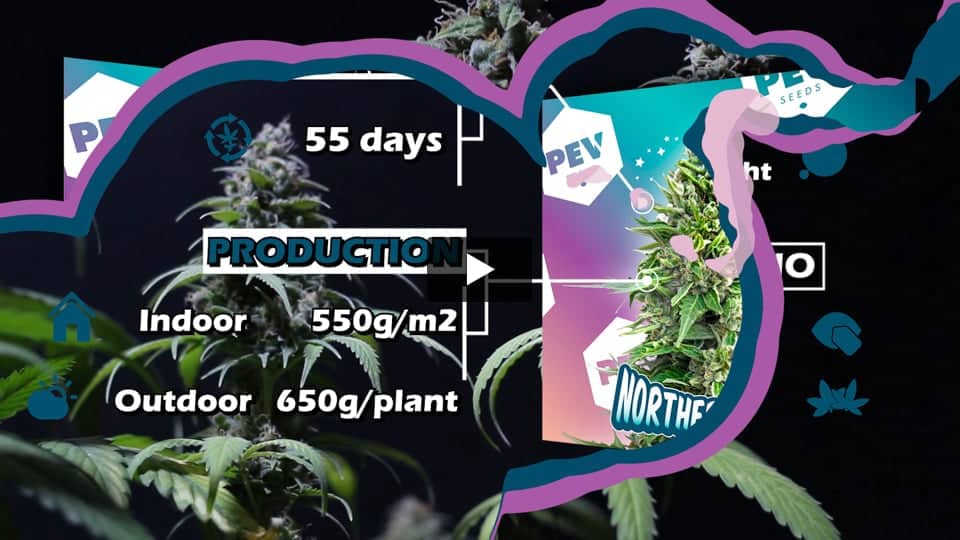 Video: Northern Lights PEV Seeds