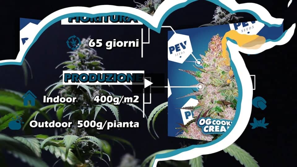 Video: Og cream CBD Pev Seeds