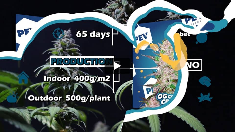 Video: Og cream CBD Pev Seeds