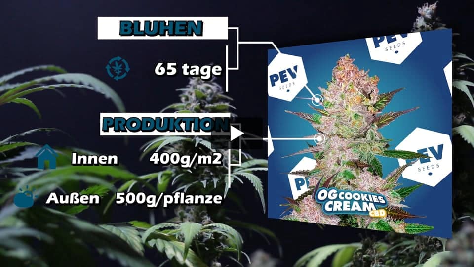 Video: Og cream CBD Pev Seeds