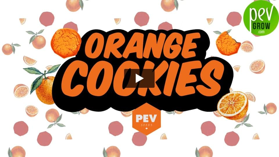 Video: Orange Cookies Pev Seeds