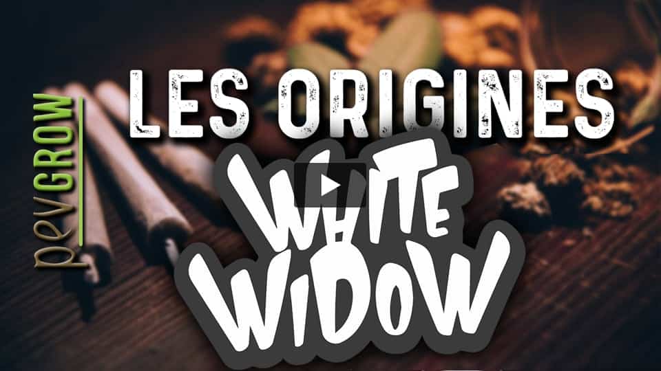 Vidéo: Origine de la variété White widow