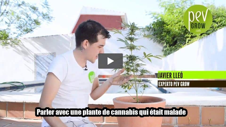 Vidéo: Parler avec une plante de cannabis qui était malade