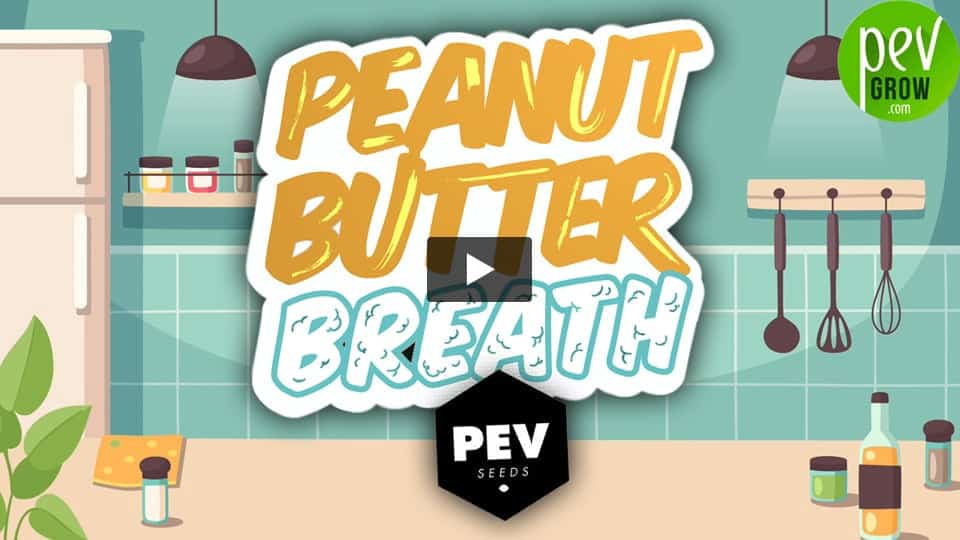 Video: PEANUT BUTTER BREATH Pev Seeds