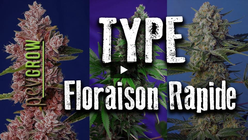 Vidéo: Plantes de cannabis à floraison rapide.