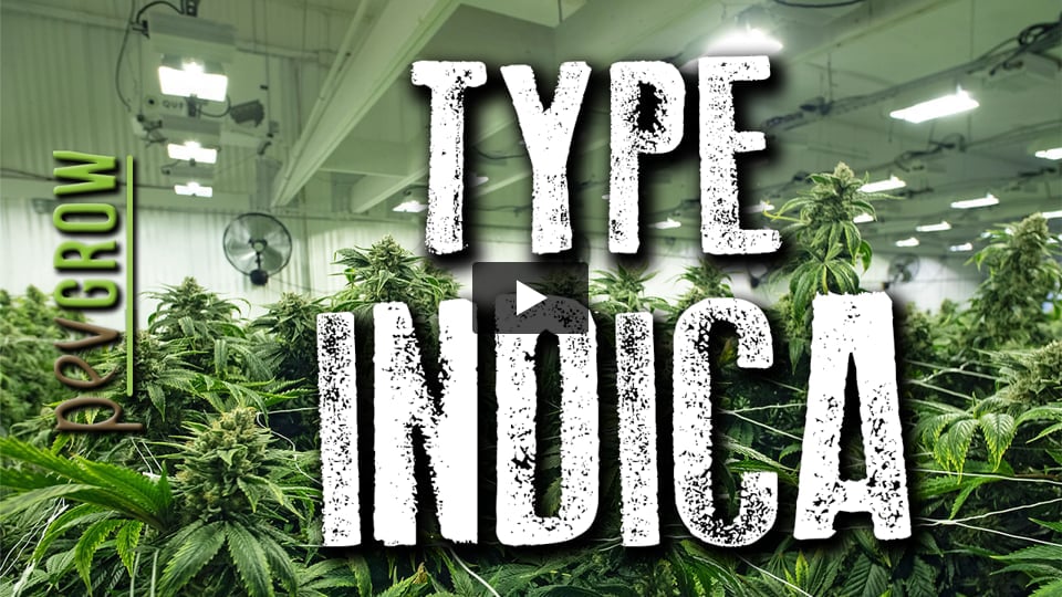 Vidéo: Plantes de marijuana de phénotype indica