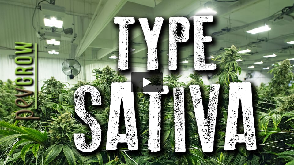 Vidéo: Plantes de marijuana de phénotype sativa