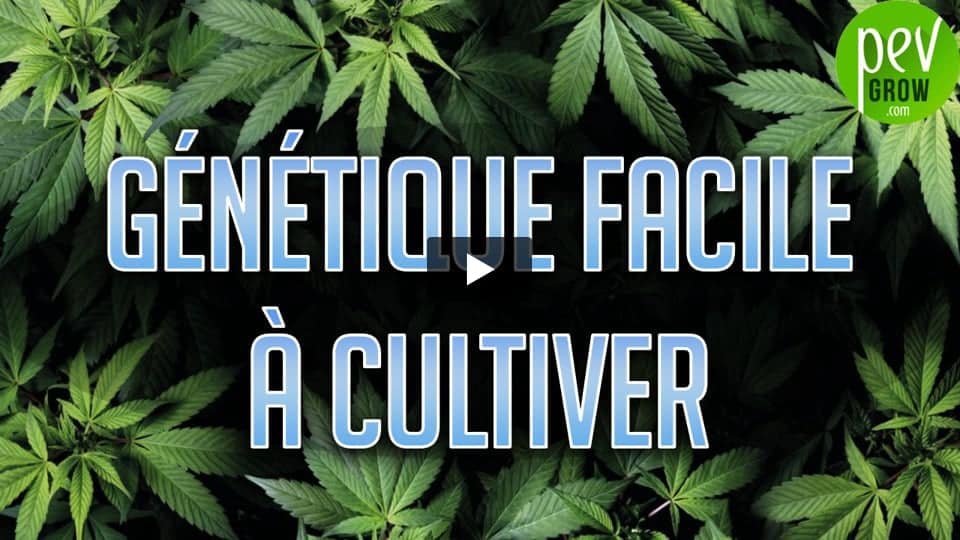 Vidéo: Plantes de marijuana idéales pour les débutants.