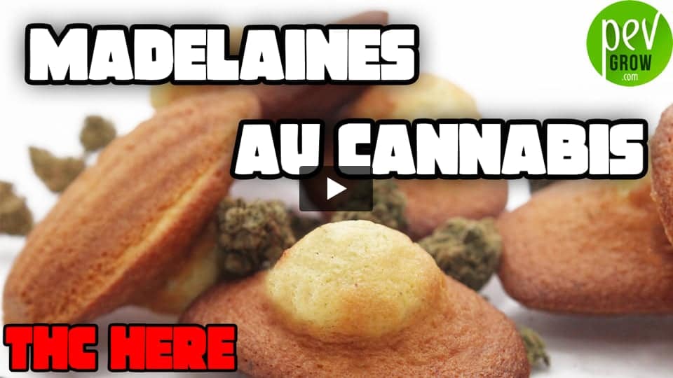 Vidéo: Recette: Madelaines au cannabis