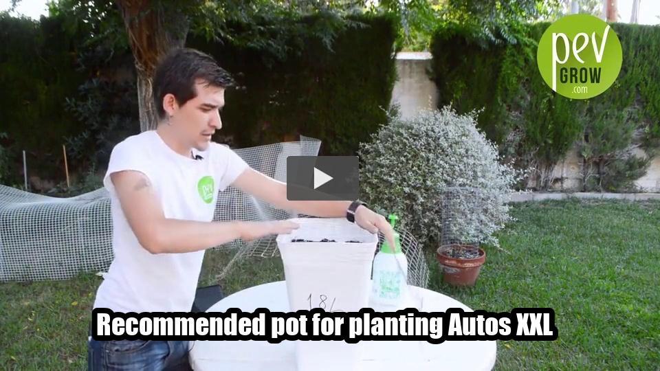 Video: Recommended pot for planting Autos XXL