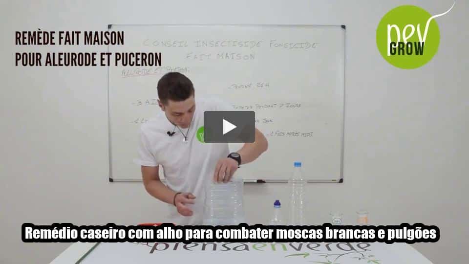 Vídeo: Remédio caseiro com alho para combater moscas brancas e pulgões