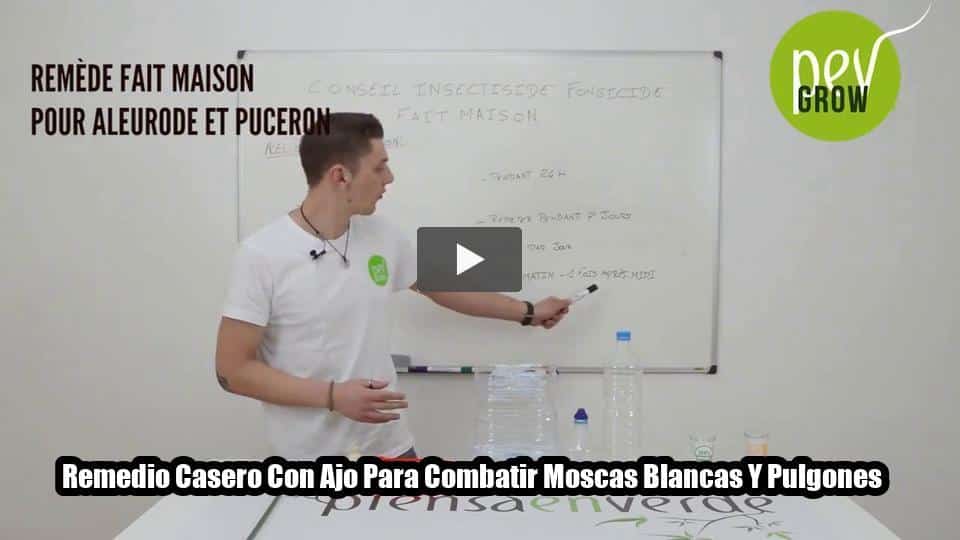 Vídeo: Remedio Casero Con Ajo Para Combatir Moscas Blancas Y Pulgones