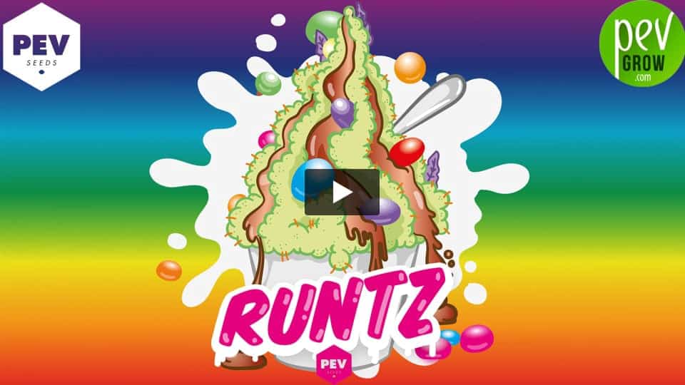 Video: Runtz Pev Seeds