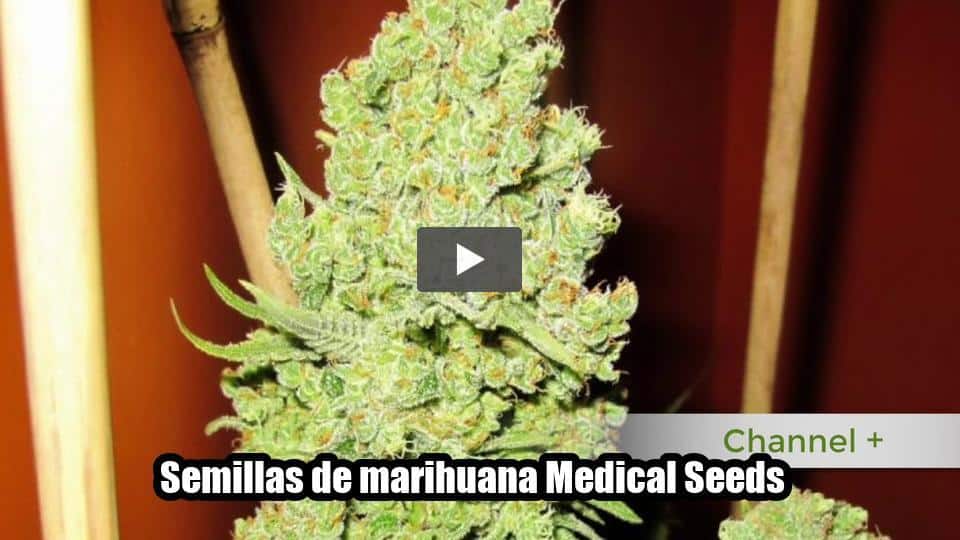 Vídeo: Semillas de marihuana Medical Seeds