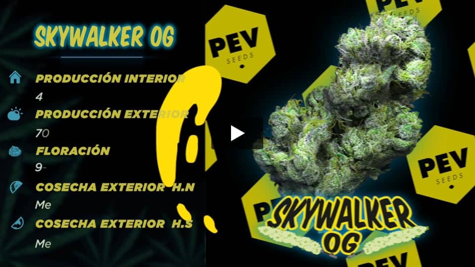 Vídeo: Skywalker OG PEV Seeds