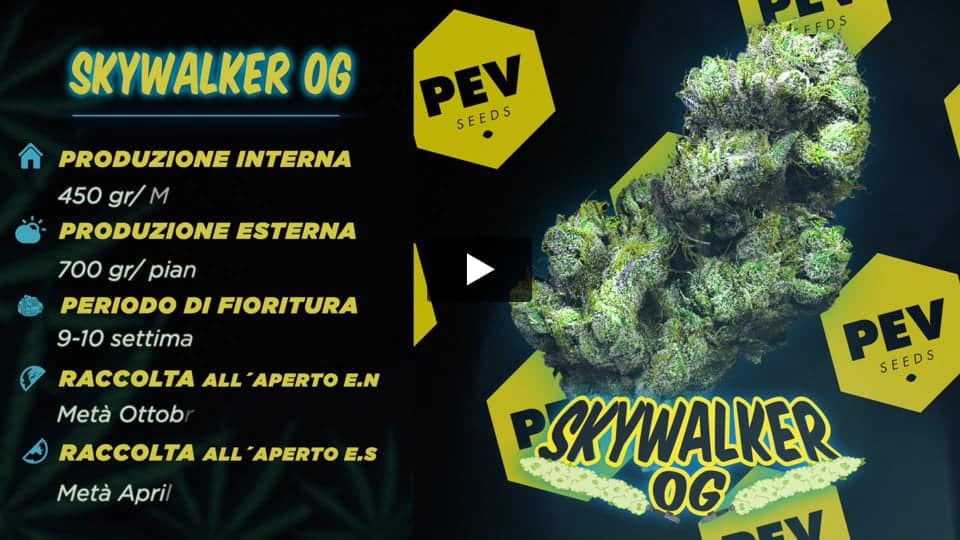 Video: Skywalker OG PEV Seeds