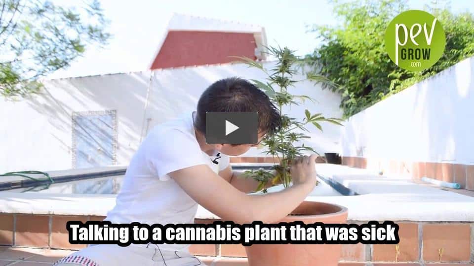 Video: Talking to a cannabis plant that was sick